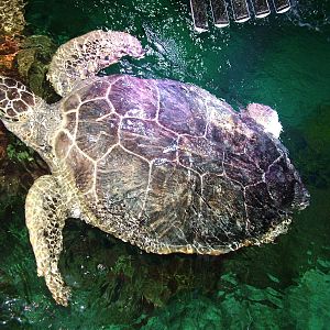 Green Sea Turtle at Brighton SeaLife Centre 13/03/10