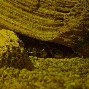 Coils of a Yellow-lipped Sea Krait at Brighton SeaLife Centre 13/03/10