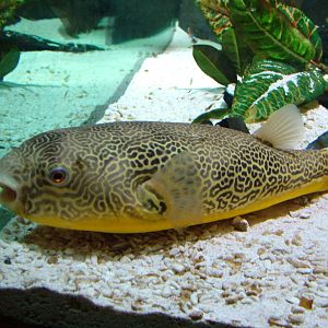 Mbu Pufferfish at Brighton SeaLife Centre 13/03/10