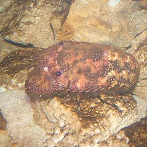 Unidentified Crustacean at Brighton SeaLife Centre 13/03/10