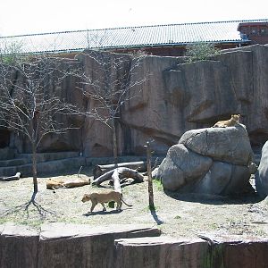 Lincoln Park Zoo 2003 - African Lion exhibit at the Kovler Lion House