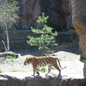 Lincoln Park Zoo 2003 - Siberian Tiger at the Kovler Lion House