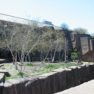 Lincoln Park Zoo 2003 - Siberian Tiger exhibit at the Kovler Lion House