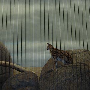 Lincoln Park Zoo 2003 - Serval in the Kovler Lion House