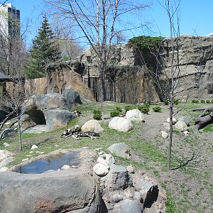 Lincoln Park Zoo 2003 - African Wild Dog exhibit