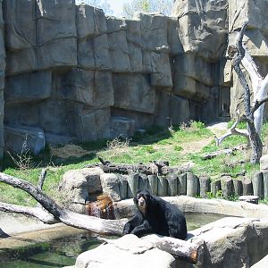 Lincoln Park Zoo 2003 - Spectacled Bear exhibit in the McCormick Bear Habit