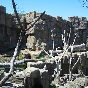 Lincoln Park Zoo 2003 - Malayan Sun Bear exhibit in the McCormick Bear Habi