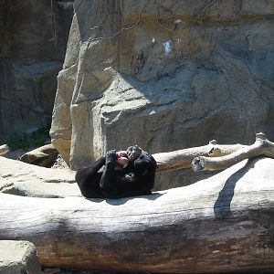Lincoln Park Zoo 2003 - Malayan Sun Bear in the McCormick Bear Habitat