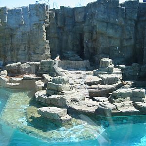 Lincoln Park Zoo 2003 - Polar Bear exhibit in the McCormick Bear Habitat