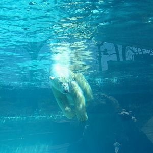 Lincoln Park Zoo 2003 - Polar Bear underwater in the McCormick Bear Habitat