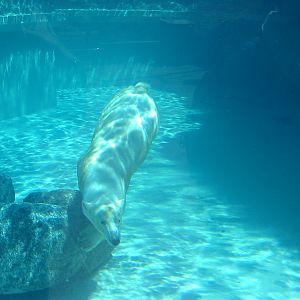 Lincoln Park Zoo 2003 - Polar Bear underwater in the McCormick Bear Habitat