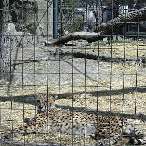 Lincoln Park Zoo 2003 - Elderly Cheetah at the Kovler Lion House