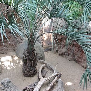 Lincoln Park Zoo 2003 - Parma Wallaby in the Regenstein Small Mammal House