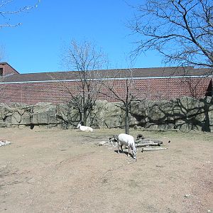 Lincoln Park Zoo 2003 - Arabian Oryx exhibit in the Antelope and Zebra area