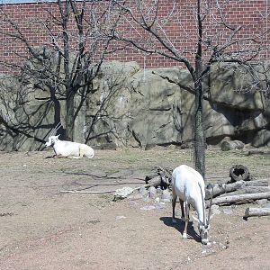 Lincoln Park Zoo 2003 - Arabian Oryx in the Antelope and Zebra area