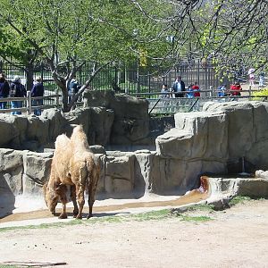 Lincoln Park Zoo 2003 - Bactrian Camel in the Antelope and Zebra area