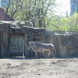 Lincoln Park Zoo 2003 - Grevy Zebra in the Antelope and Zebra area