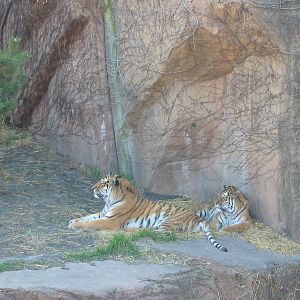 Lincoln Park Zoo 2003 - Siberian Tigers at the Kovler Lion House
