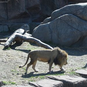 Lincoln Park Zoo 2003 - African Lion at the Kovler Lion House