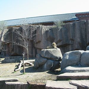 Lincoln Park Zoo 2003 - African Lion at the Kovler Lion House