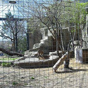Lincoln Park Zoo 2003 - Cheetah enclosure at the Kovler Lion House