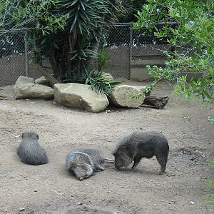 Los Angeles Zoo 2003 - Chacoan Peccary