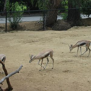 Los Angeles Zoo 2003 - Spekes Gazelle