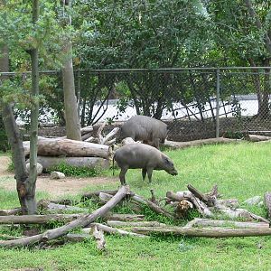 Los Angeles Zoo 2003 - Babirusa enclosure