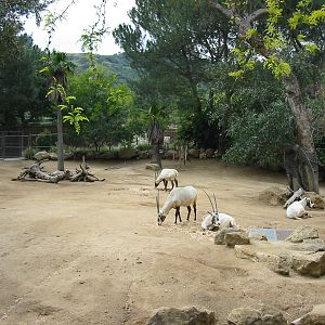 Los Angeles Zoo 2003 - Arabian Oryx enclosure