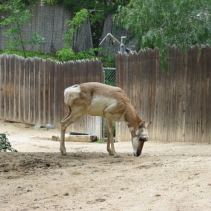 Los Angeles Zoo 2003 - Pronghorn