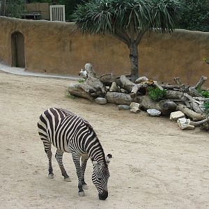 Los Angeles Zoo 2003 - Grants Zebra exhibit