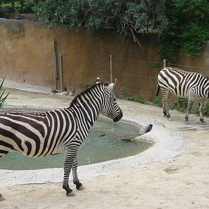 Los Angeles Zoo 2003 - Grants Zebras