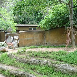 Los Angeles Zoo 2003 - Gerenuk exhibit