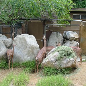 Los Angeles Zoo 2003 - Gerenuk group