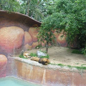 Los Angeles Zoo 2003 - African Lion exhibit