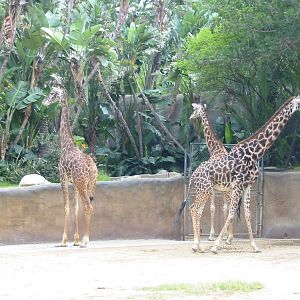 Los Angeles Zoo 2003 - Masai Giraffe exhibit