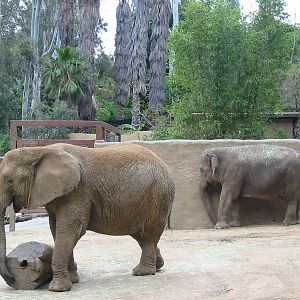 Los Angeles Zoo 2003 - African and Asiatic Elephant