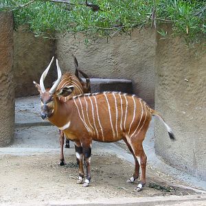 Los Angeles Zoo 2003 - Bongo