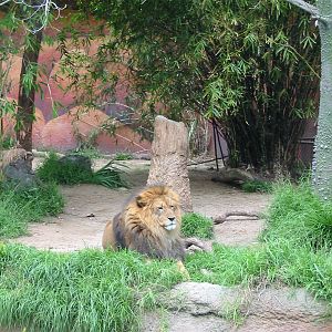Los Angeles Zoo 2003 - African Lion