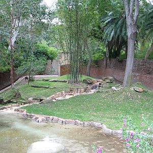 Los Angeles Zoo 2003 - Black Duiker exhibit