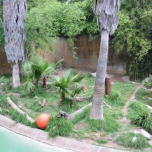 Los Angeles Zoo 2003 - Sumatran Tiger exhibit