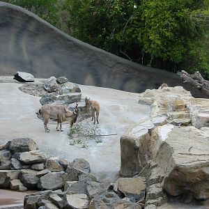 Los Angeles Zoo 2003 - Markhor exhibit