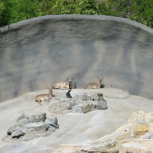 Los Angeles Zoo 2003 - Markhor exhibit