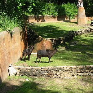 Los Angeles Zoo 2003 - Lowland Anoa exhibit
