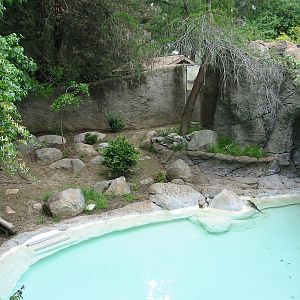 Los Angeles Zoo 2003 - Chinese Alligator exhibit