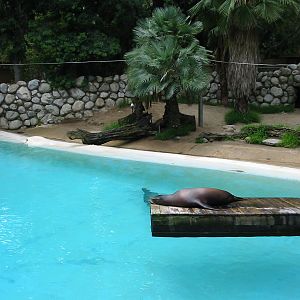 Los Angeles Zoo 2003 - California Sea Lion exhibit