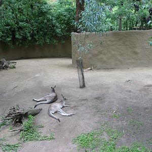Los Angeles Zoo 2003 - Eastern Gray Kangaroo exhibit