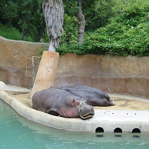 Los Angeles Zoo 2003 - Hippopotamus exhibit