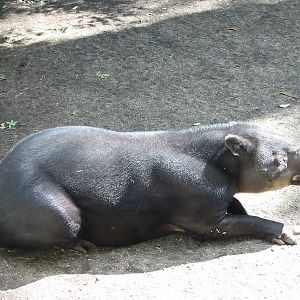 Los Angeles Zoo 2003 - Bairds Tapir