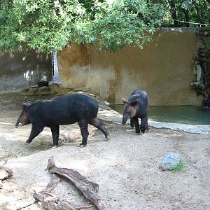 Los Angeles Zoo 2003 - Mountain Tapir exhibit